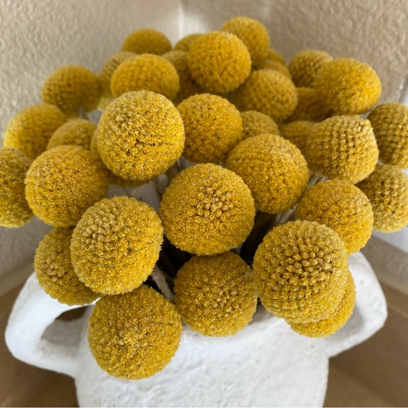 10 STEMS Dried Flowers Craspedia Billy Balls - Picture 8 of 11